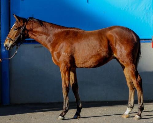 Lot 245: Hitotsu / Trackalong