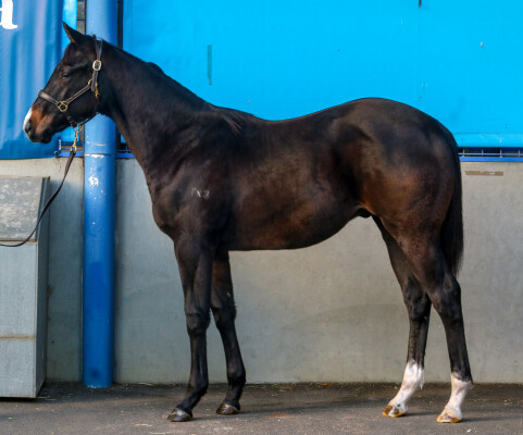 Lot 277: North Pacific / With Hope