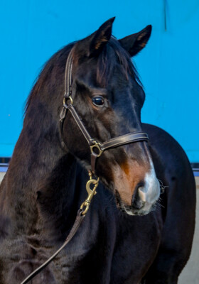 Lot 277: North Pacific / With Hope