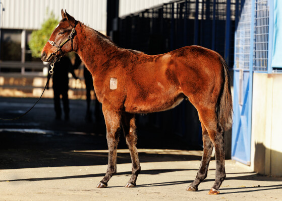 Lot 107: Home Affairs / Myhro