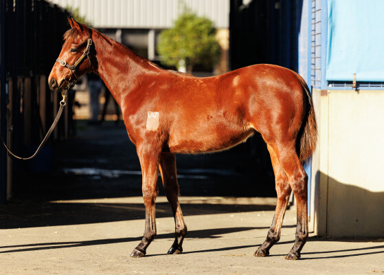 Lot 143: Hellbent / Queen of Kandy