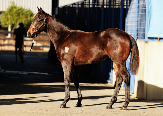 Lot 421: Toronado (IRE) / Gee Gees Darl