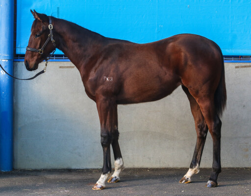 Lot 308: Bruckner / Anna Lizzie
