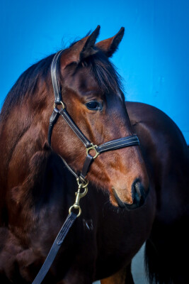 Lot 308: Bruckner / Anna Lizzie