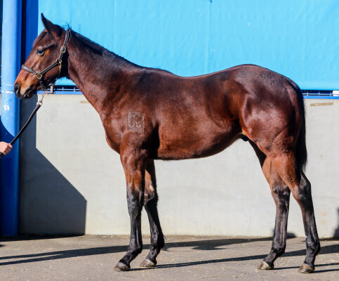 Lot 391: I Am Immortal / Edge Away