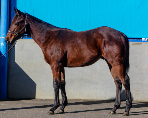 Lot 391: I Am Immortal / Edge Away