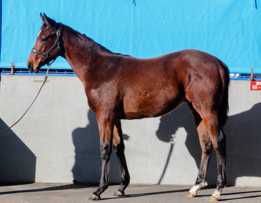 Lot 395: Alabama Express / Elle Gagne (NZ)