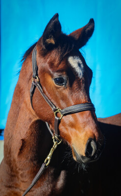 Lot 395: Alabama Express / Elle Gagne (NZ)