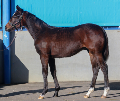 Lot 414: Lucky Vega (IRE) / Forest Cat