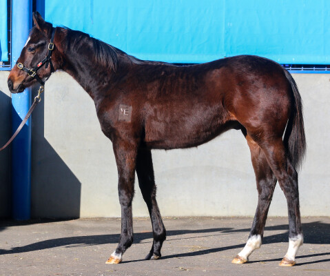 Lot 414: Lucky Vega (IRE) / Forest Cat