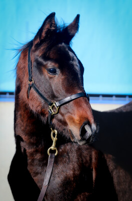 Lot 414: Lucky Vega (IRE) / Forest Cat