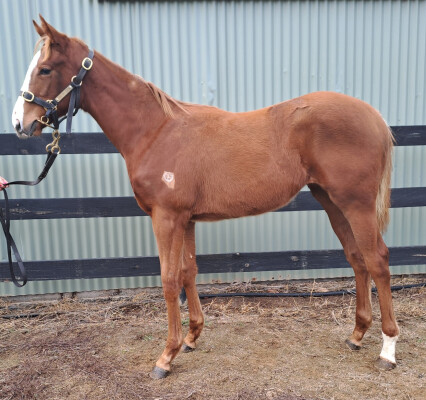 Lot 113: Doubtland / Night Angel