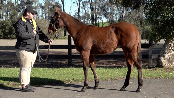 Lot 216: Artorius / Stroak