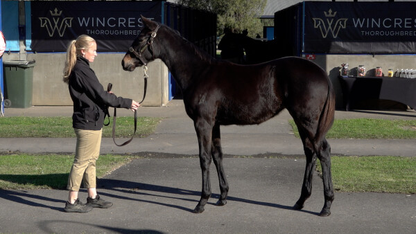 Lot 173: Lucky Vega (IRE) / Shahzade