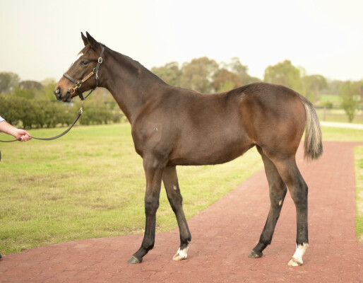 Lot 374: Gold Trip (FR) / Danger Strykes (NZ)
