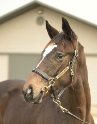 Lot 374: Gold Trip (FR) / Danger Strykes (NZ)