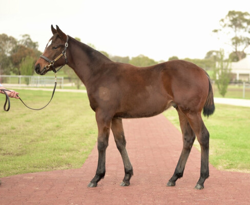 Lot 241: I Am Immortal / Tori Marguerite