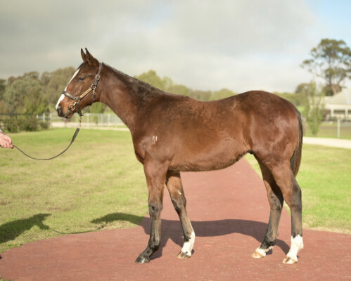 Lot 386: Bivouac / Done by Me