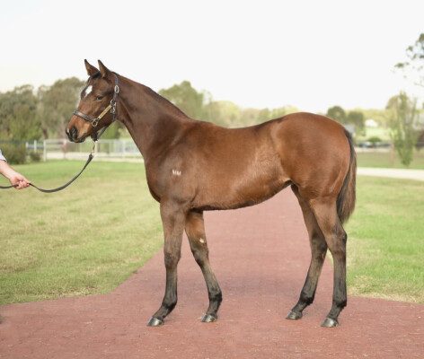 Lot 141: Benbatl (GB) / Pursuitofthestars (IRE)