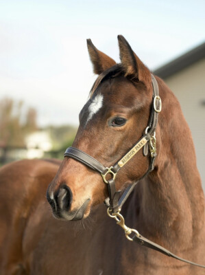 Lot 141: Benbatl (GB) / Pursuitofthestars (IRE)