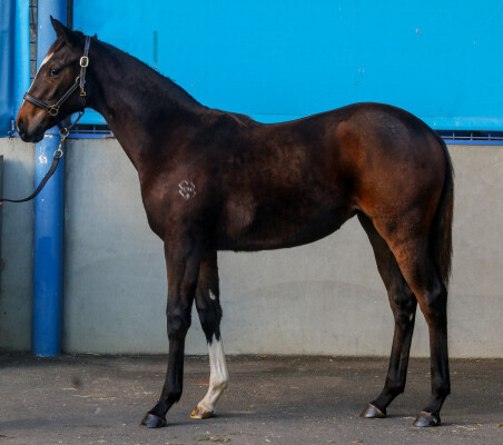 Lot 271: Hitotsu / Whitula