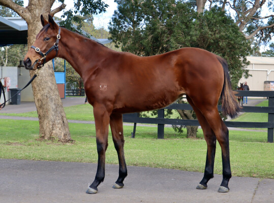 Lot 237: Kermadec (NZ) / Tiifu (NZ)
