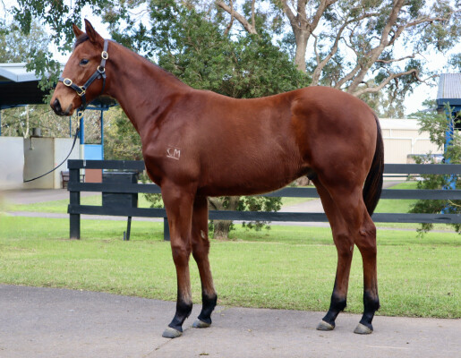 Lot 366: Fierce Impact (JPN) / Complete Finish