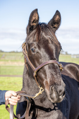 Lot 12: Wooded (IRE) / Hussy's Glow