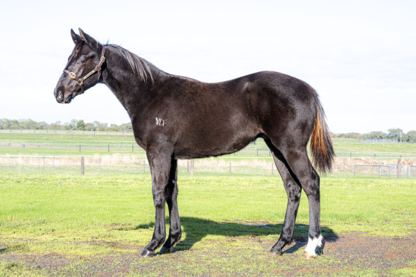 Lot 12: Wooded (IRE) / Hussy's Glow