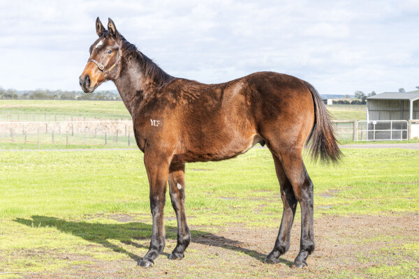 Lot 49: Brutal (NZ) / Lady Bourgogne (NZ)