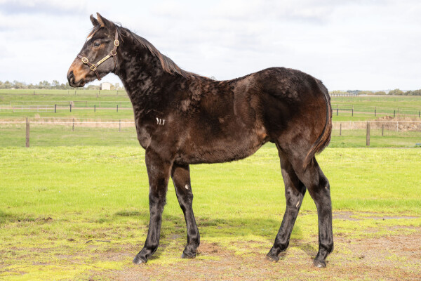 Lot 117: Cylinder / No Way Ever