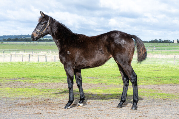 Lot 168: Zousain / Sandefault (NZ)