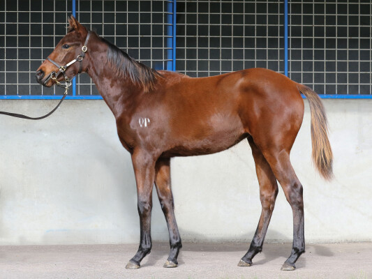 Lot 284: Benbatl (GB) / Zeebling