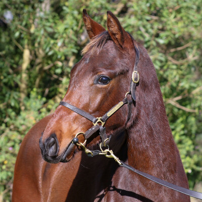 Lot 284: Benbatl (GB) / Zeebling