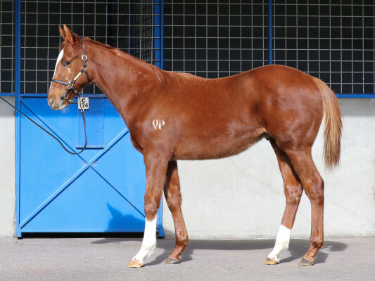Lot 253: Starspangledbanner / Untameable