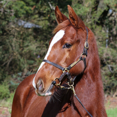 Lot 253: Starspangledbanner / Untameable