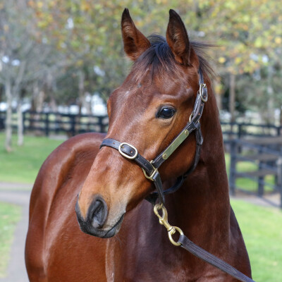 Lot 226: Ilovethiscity / Symbolica