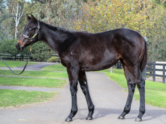 Lot 405: Royal Meeting (IRE) / Fashion Princess (NZ)