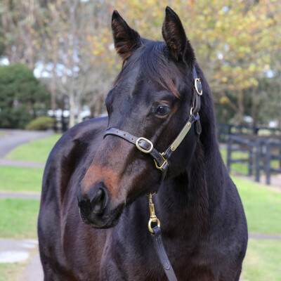 Lot 405: Royal Meeting (IRE) / Fashion Princess (NZ)