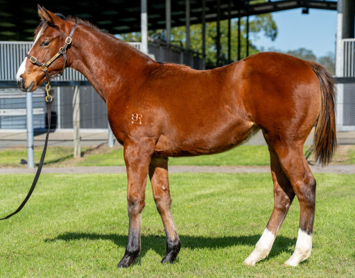 Lot 175: Farnan / She's Our Choice