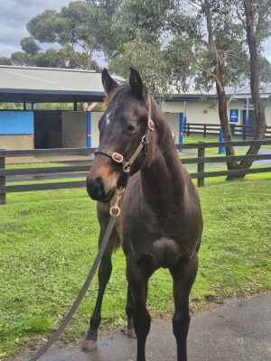 Lot 326: I Am Immortal / Beam Ahead