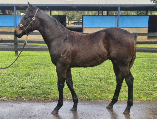 Lot 326: I Am Immortal / Beam Ahead