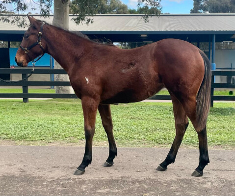 Lot 43: Hanseatic / Kimberley Pearl