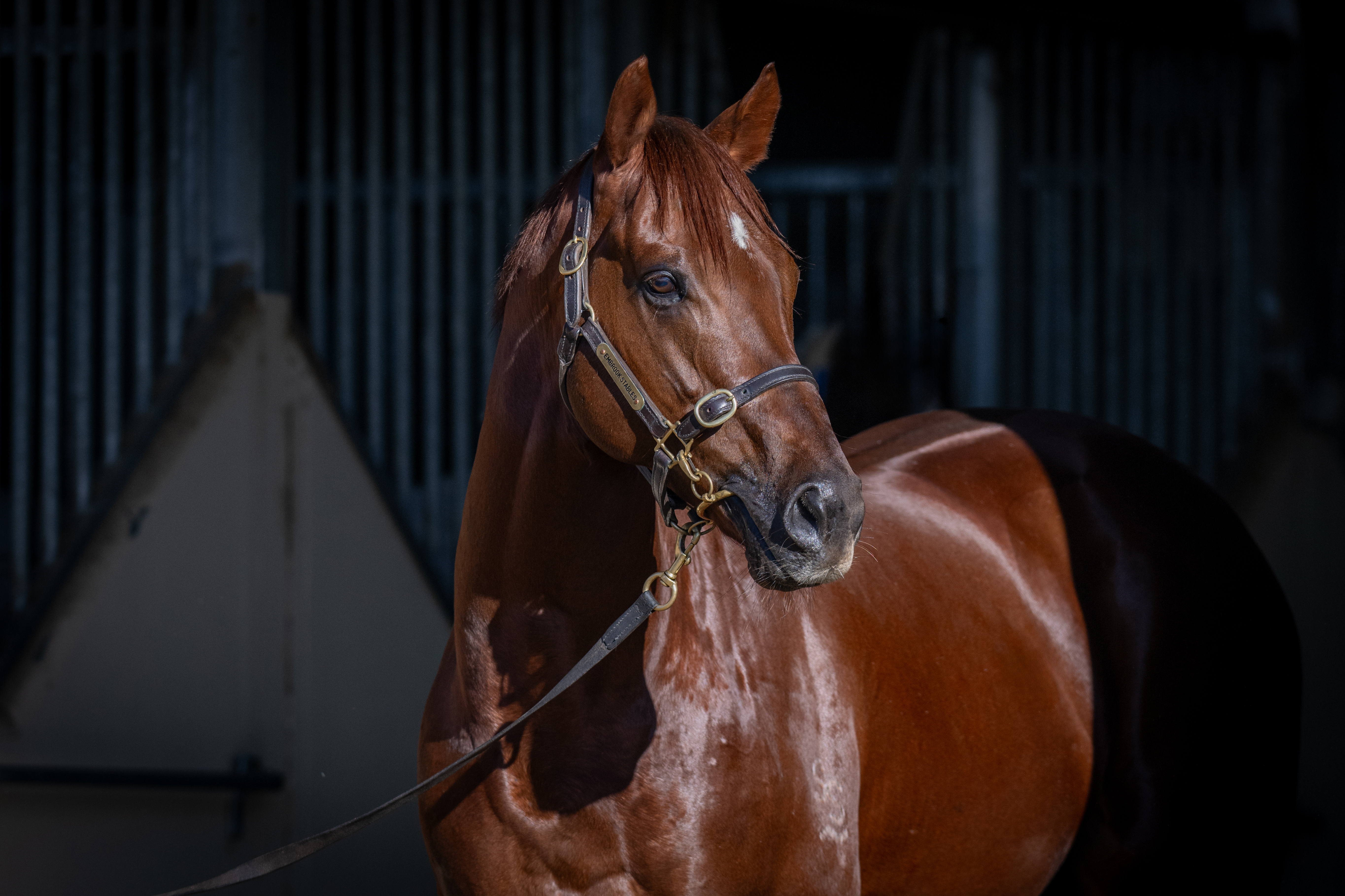 Reserve Bank secures stud future via inaugural Inglis Bull Ring sale
