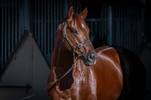Reserve Bank secures stud future via inaugural Inglis Bull Ring sale