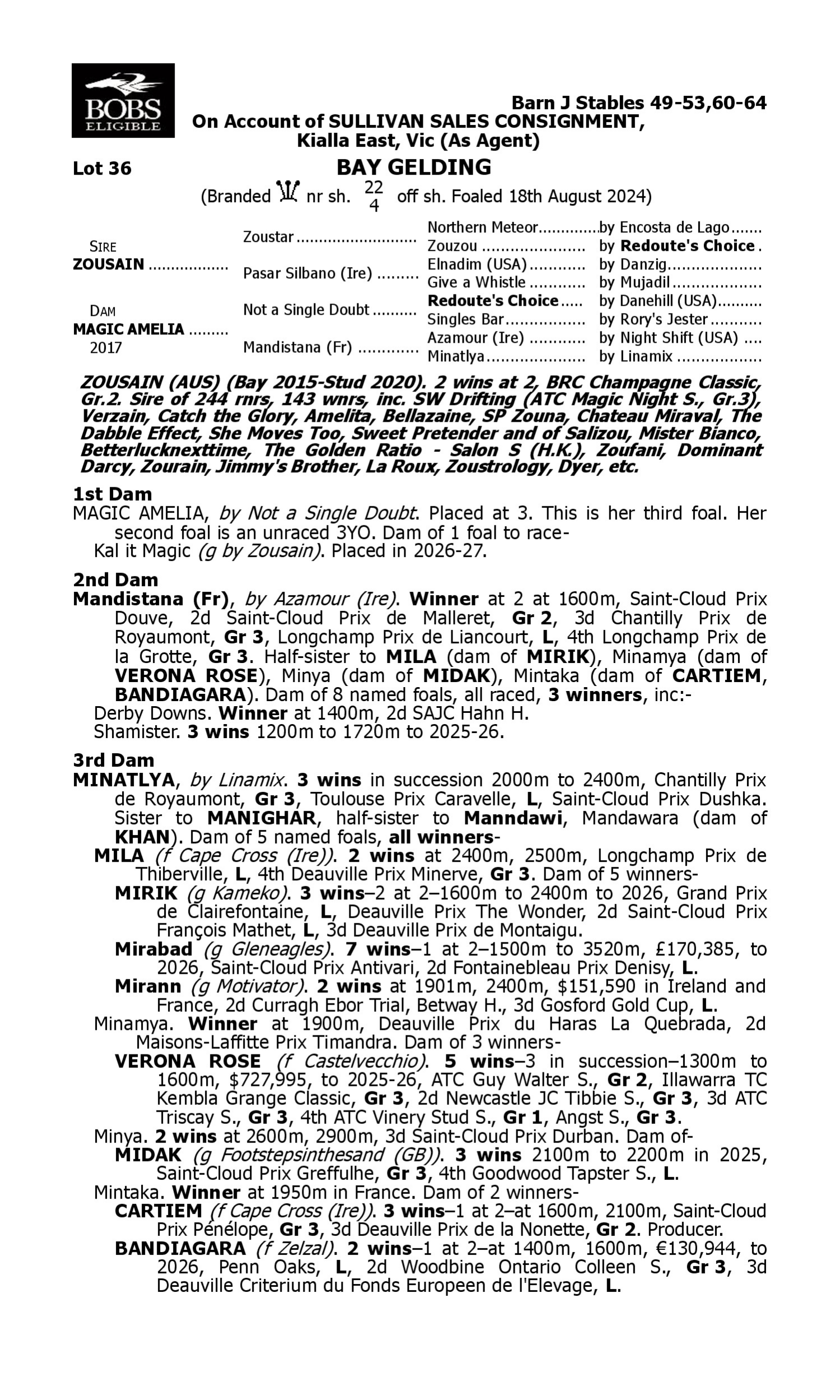 Pedigree for Lot 36 Zousain - Magic Amelia