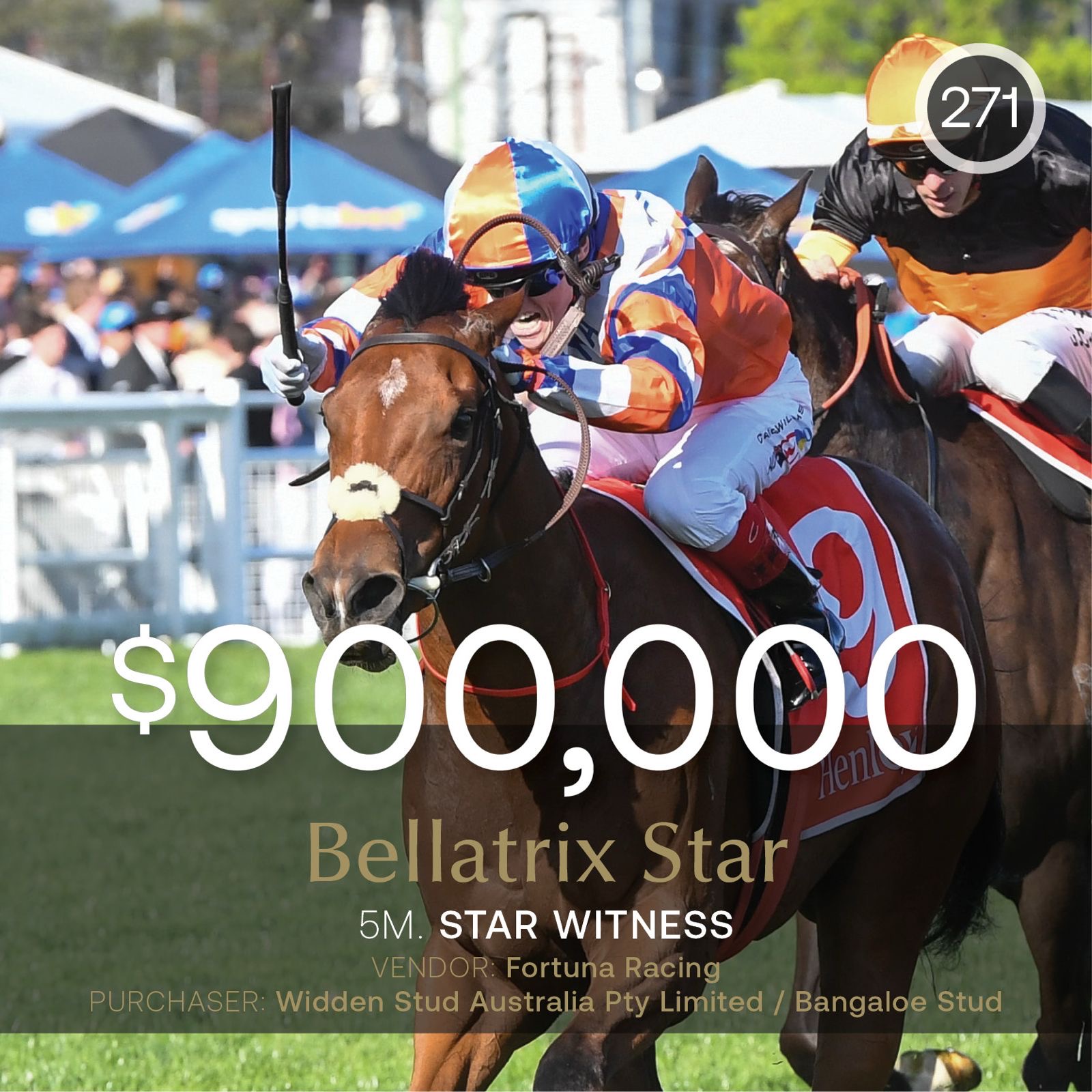 Bellatrix Star dominates September (Early) Sale, realising $900,000
