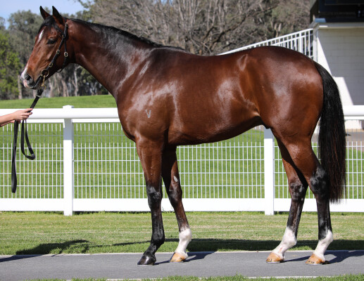 Lot 72: Supido / Pocket Power (USA)