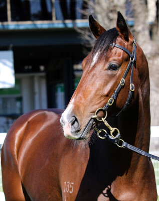 Lot 72: Supido / Pocket Power (USA)