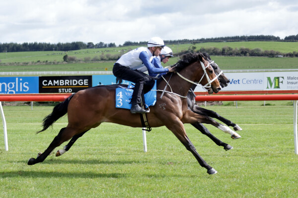 Lot 43: Pierata / Melisma